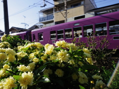 with モッコウバラ