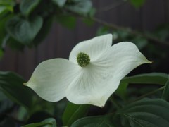 山法師