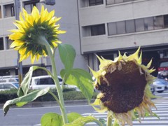 はぁ、くたびれた・・・