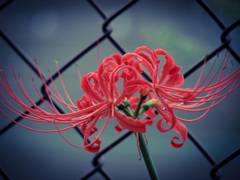 曼珠沙華