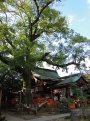 稲荷さんの大榎