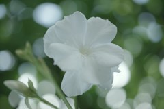 夾竹桃・白