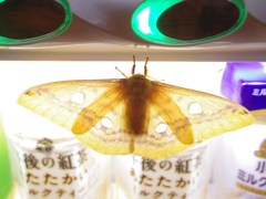 夜光