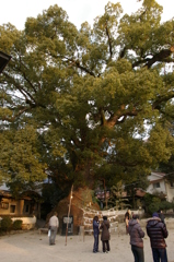 神楠