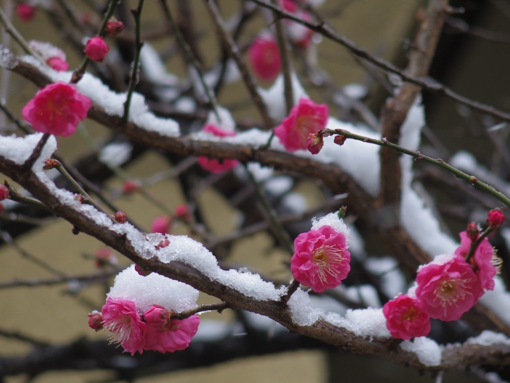 雪ニ耐ヘテ梅花麗シ