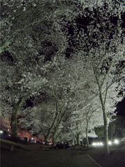 雪に紛う