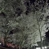 雪に紛う