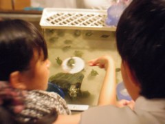 かめすくい