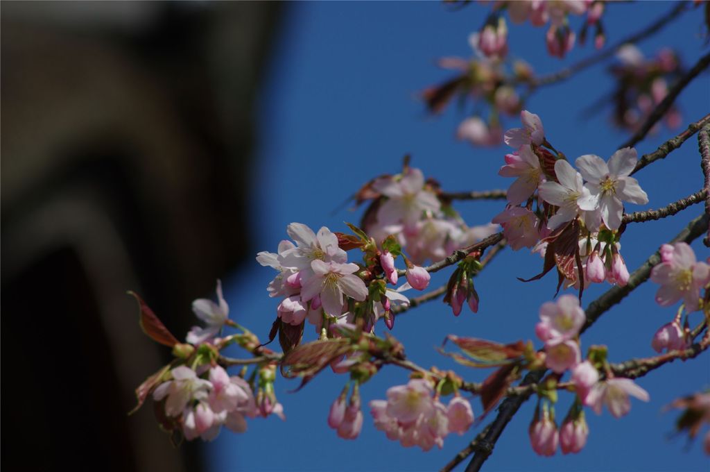 山の桜は八分咲き