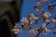 山の桜は八分咲き