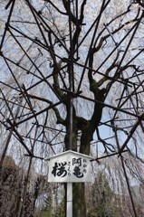 阿亀桜#2