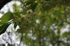 御衣黄 Gyoikou