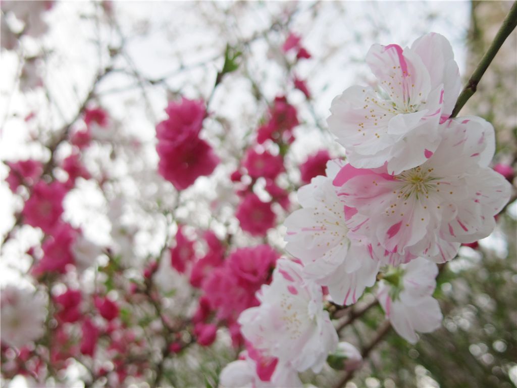 咲き競う