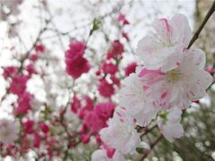 咲き競う
