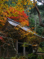 山門の紅