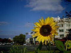アンタ、いつまで咲いてんだい？