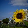アンタ、いつまで咲いてんだい？