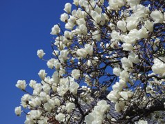純白の花