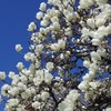 純白の花