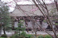 蓮華王院の桜