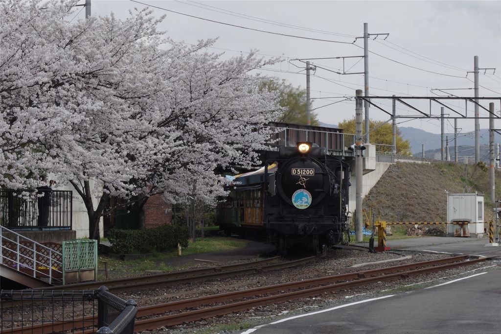 桜並木と陸蒸気