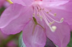 花の住人#1