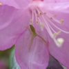 花の住人#1