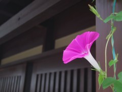 軒先