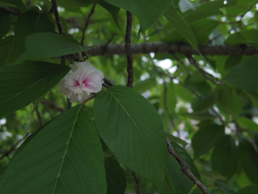 桜・葉隠