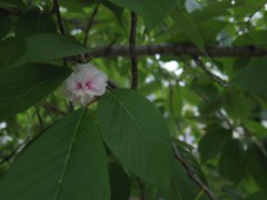 桜・葉隠