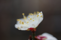 蕊