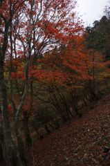 山の紅葉