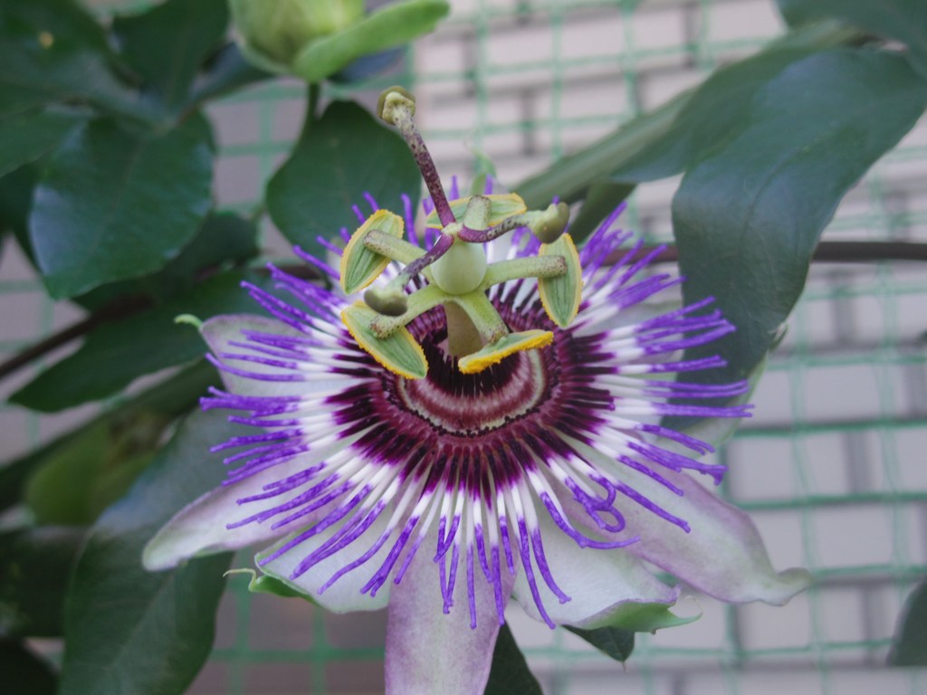 flos passionis