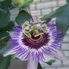 flos passionis