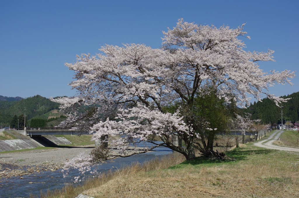 山国の春#2