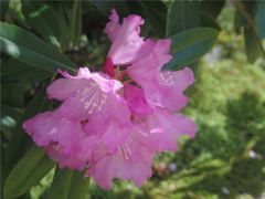 石楠花