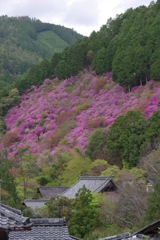 槇尾の春