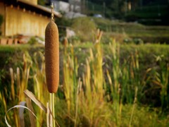 うまい棒