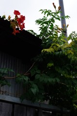 奈良市高畑界隈 #4
