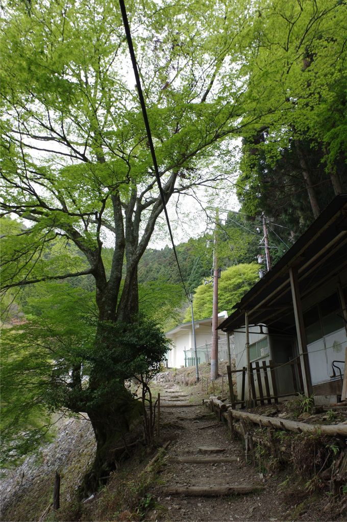 千年楓樹