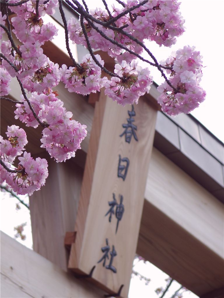 百年桜 #3