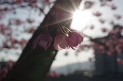 桜花二題　紅