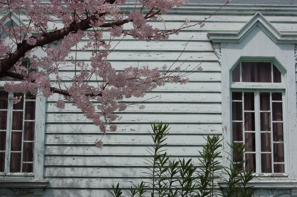 桜と窓と