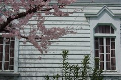 桜と窓と