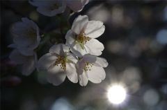 桜花二題　白