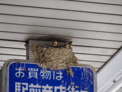 うぶごえ