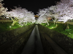 桜水路
