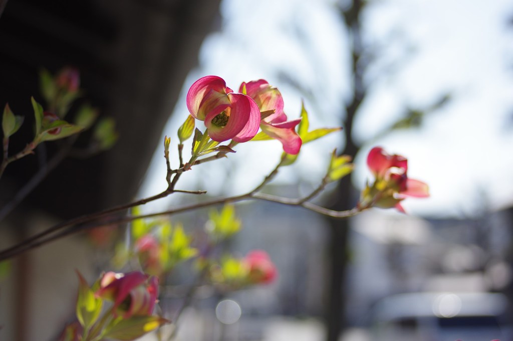 春の小包をどうぞ