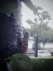 あの夏