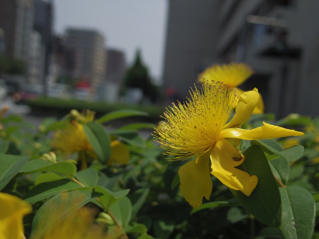 ビヨウヤナギ